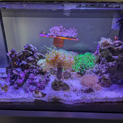 13.5 gal Reef Tank photo
