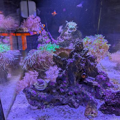13.5 gal Reef Tank photo