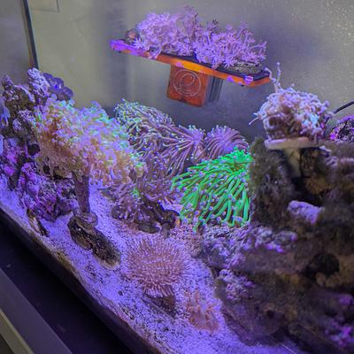 13.5 gal Reef Tank photo