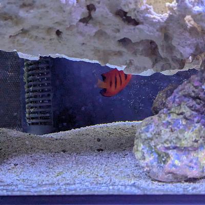 32.5 gallon tank photo